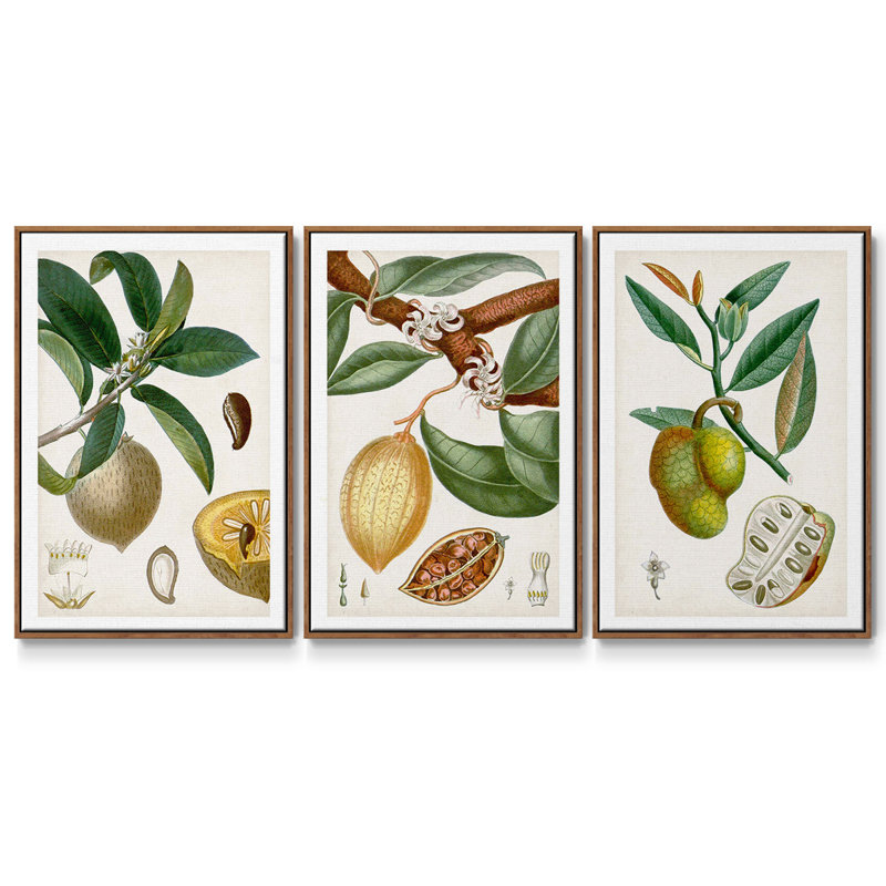 «Turpin Tropical Fruit I», ensemble de 3 toiles encadrées, H 27 po x l 54 po, Noyer