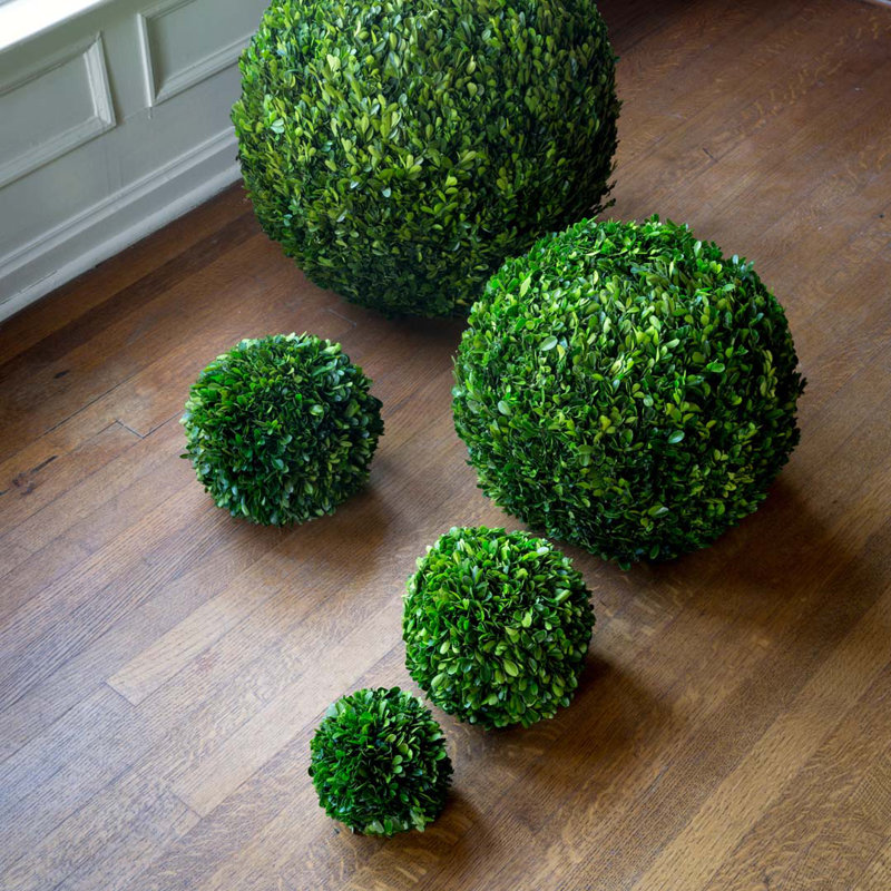 Boxwood Plant in, 16" H x 16" W x 16" D