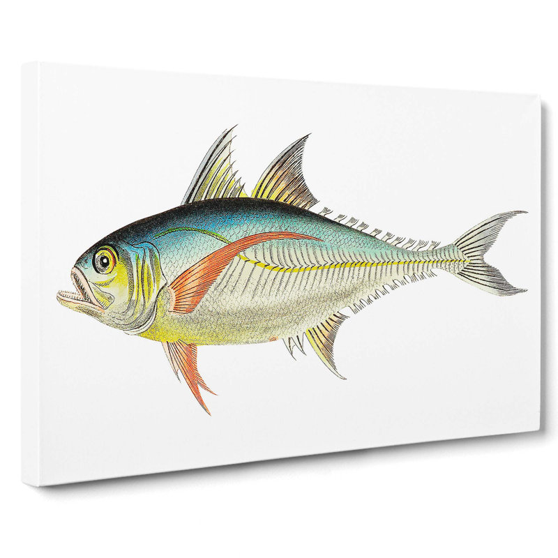Rottlerian Mackerel Fish by George Shaw - Wrapped Canvas, 35cm H x 50cm W x 3cm D