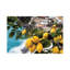Close up View of a Lemon Tree with Fruit, Positano, Amalfi Coast, Campania, Italy 1 Piece Wall Art on Canvas-1137618716-1137618717