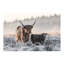 «Highlander and Calf», photographie-43719068-43719081