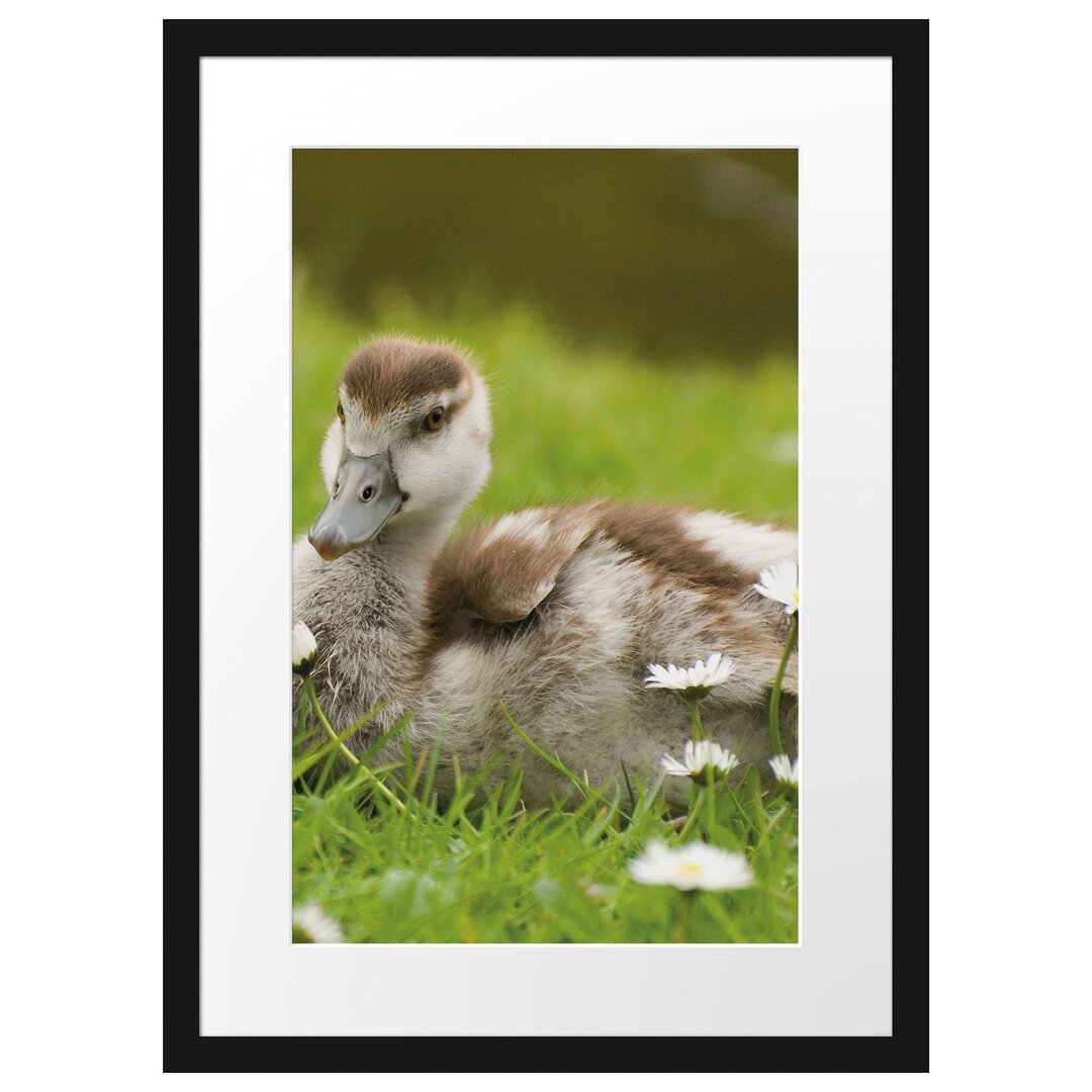 Gerahmtes Poster Enten auf Wiese