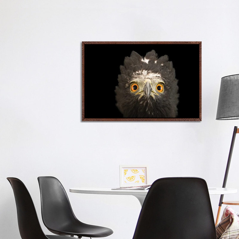 A Black Hawk-Eagle Or Tyrant Hawk-Eagle At Parque Jaime Duque Near Bogota, Colombia 1 Piece Wall Art on Canvas