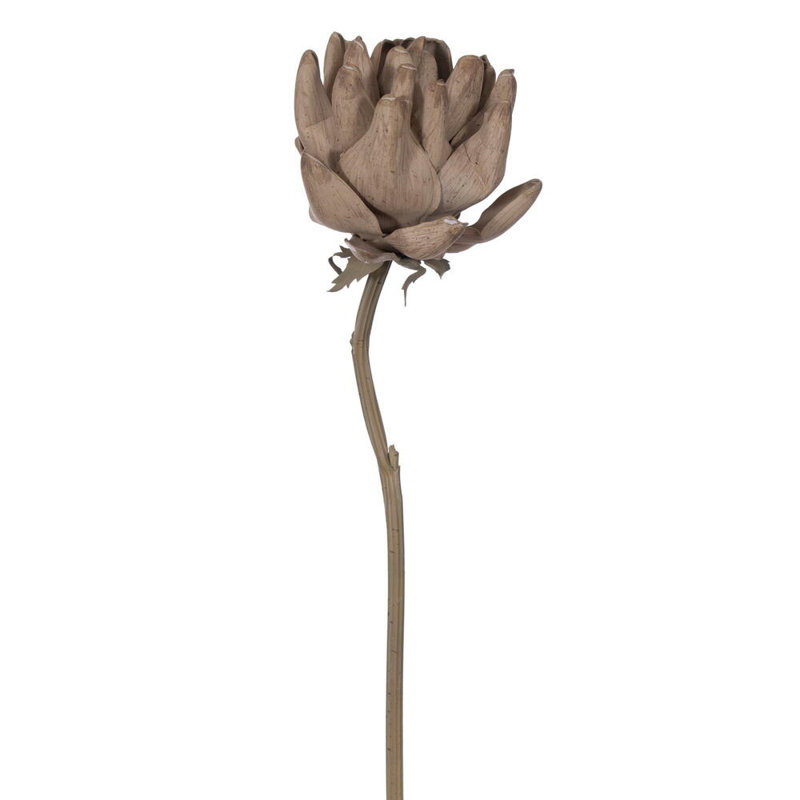 21,5 "brun clair Protea Stem 2 / Bag 21.5 plante, Brun clair