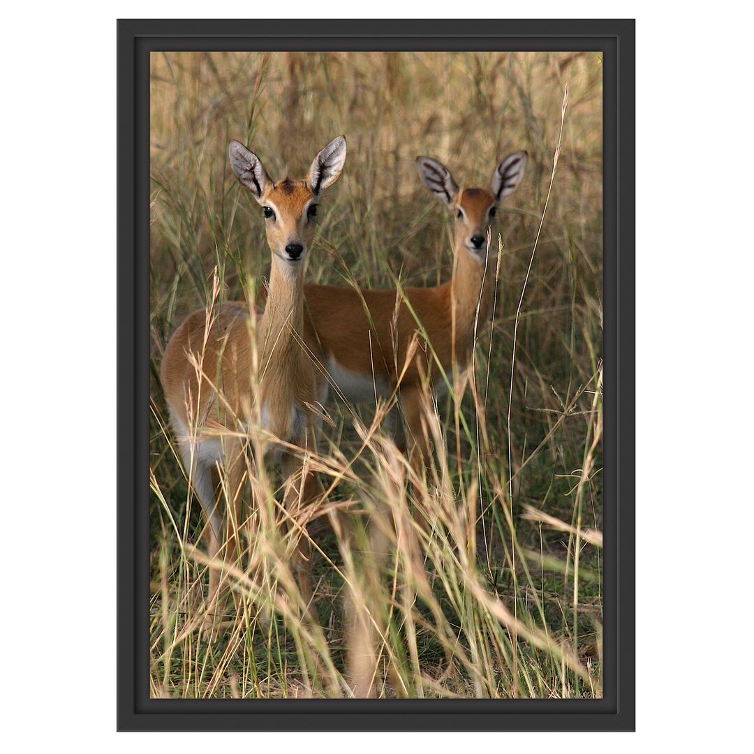 Gerahmtes Wandbild GazellenWildgras