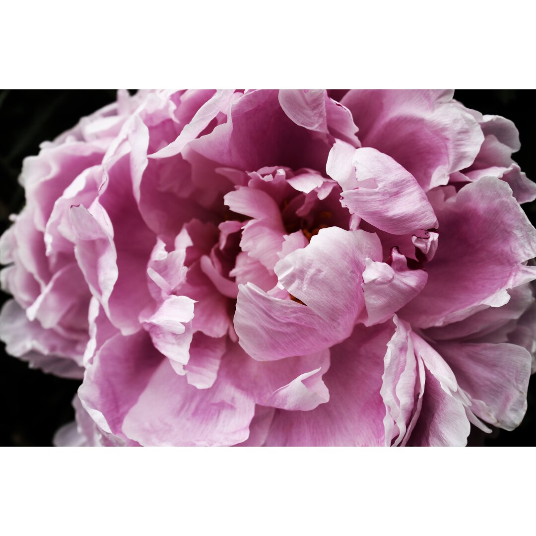 Leinwandbild Pink Peony Passion IV von Irena Orlov