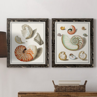 " Collected Shells I " 2 - Pieces Painting Print