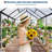 6x8 Ft Free-Standing Polycarbonate Greenhouse with Rust-Resistant Aluminum Frame, Gutter System and Roof Vent for Seed Starting and All-Season Plant Protection