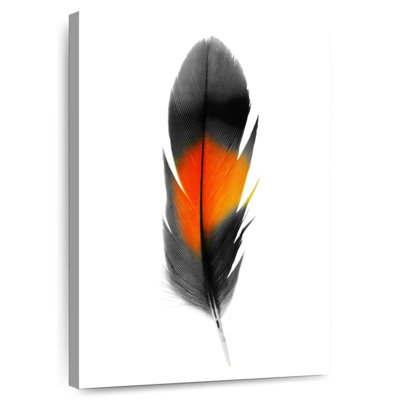 Plume noire et orange Kerner