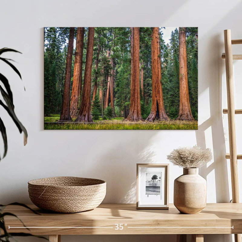 Harnek superbe Sierra Redwoods, H 16 po x l 24 po