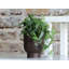 Cache-pots Monstera en céramique émaillée (lot de 9) - Jarin extérieur-313072599