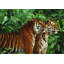 Two Bengal Tigers - Wrapped Canvas Print-1386561413