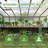 Wooden Commodity Shelf Multiple Sizes Suitable For Wooden Greenhouse, Wood Greenhouse Workstation-114797349