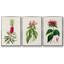 Jolies plantes botaniques roses 3 pièces-97711605-97711610