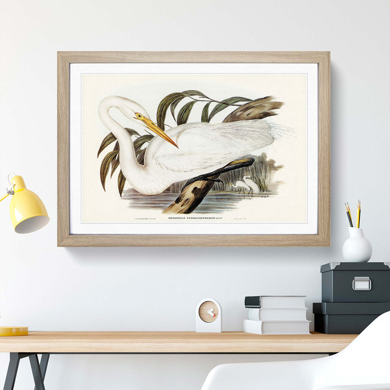 Australian Egret by Elizabeth Gould - Single Picture Frame Painting, 45cm H x 63cm W x 2cm D, Oak Framed