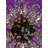 24” Dimmable Starburst Crystal Chandelier with LED Lights and Adjustable Chain