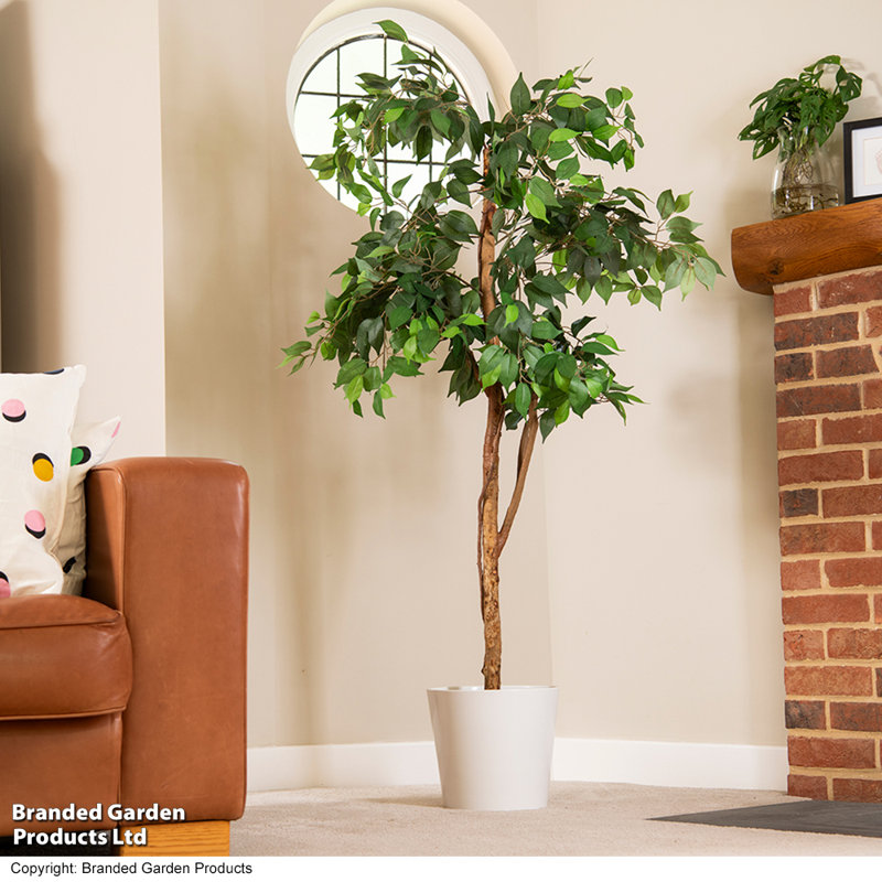 150cm Ficus Tree in Pot