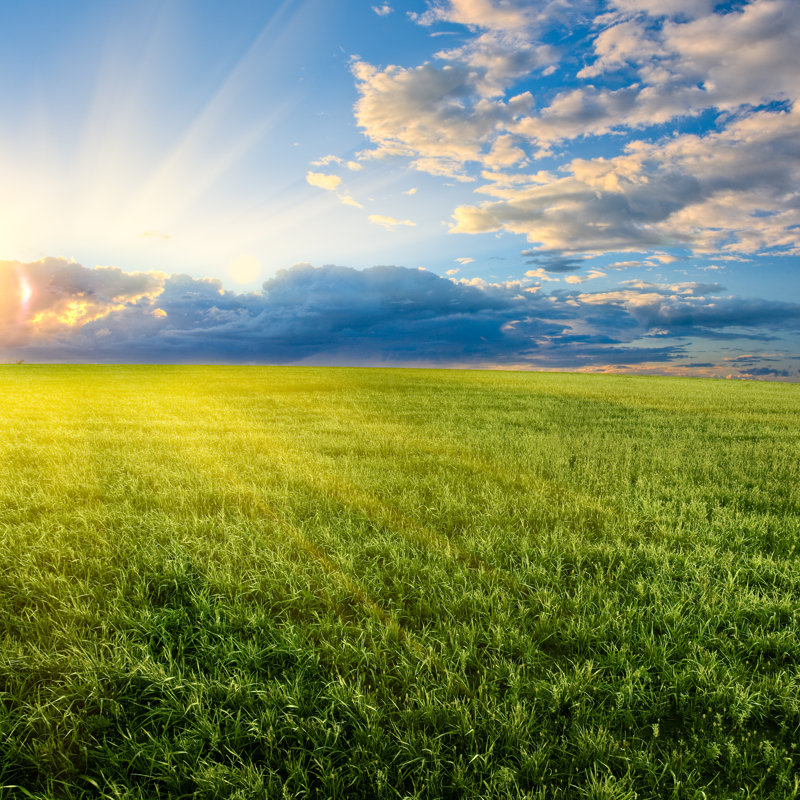 Grassy Field by Chesterf - Wrapped Canvas Print, 30cm H x 30cm W