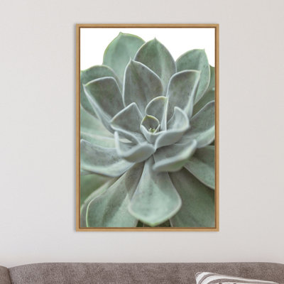 Reproduction de photo sur toile encadrée « Echeveria » par Assaf Frank-Floater