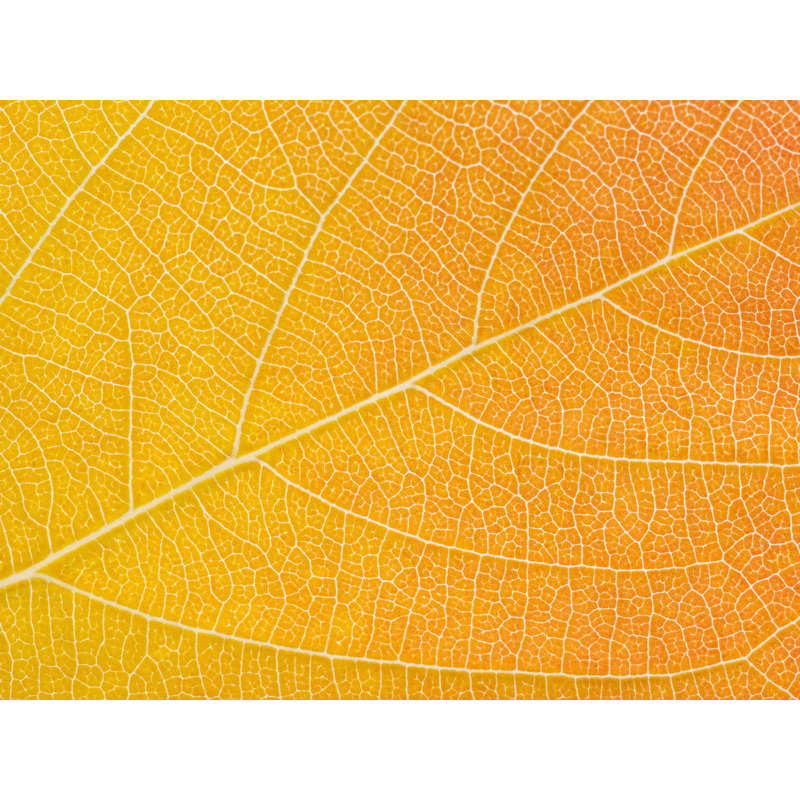 Autumn Leaf by Philippe Monthoux, Black Framed Canvas, 24" H x 32" W