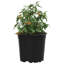 Nursery Pot-1246024101-1246024102