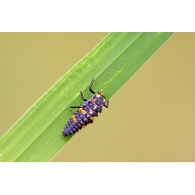 «Streton Larvae On Canvas» par Lnzyx, photographie