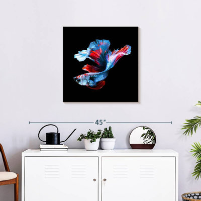 Brampt Elegant Betta Fish