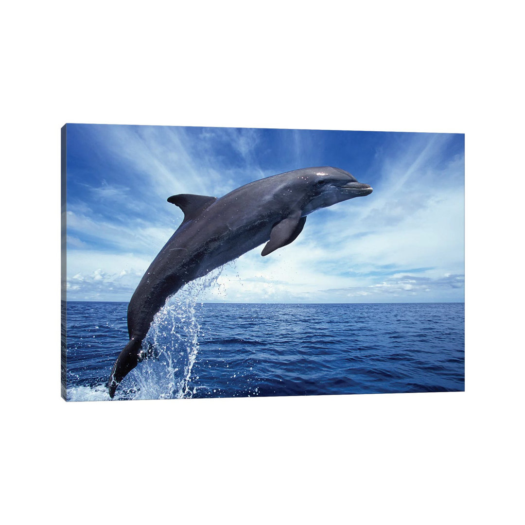 Bottlenose Dolphin In The Caribbean, Off Roatan Island, Honduras II by VWPics - Wrapped Canvas Print
