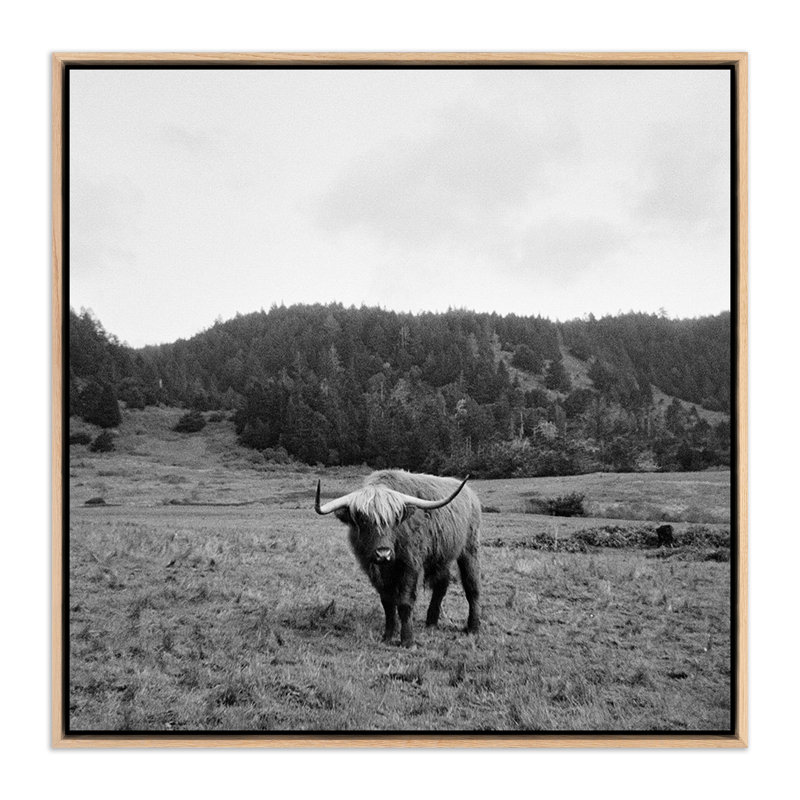 Highlander/Elk, Ca Print by Wesley And Emma Teague, No, 32" H x 32" W x 2" D, White Oak Floater Framed