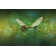 Sharonda Key With Dragonfly Wings - Wrapped Canvas Print