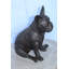 Statue de bouledogue français en bronze de la collection Nifao, élégante décoration canine 12 po x 12 po x H 17 po
