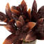 9 plantes
