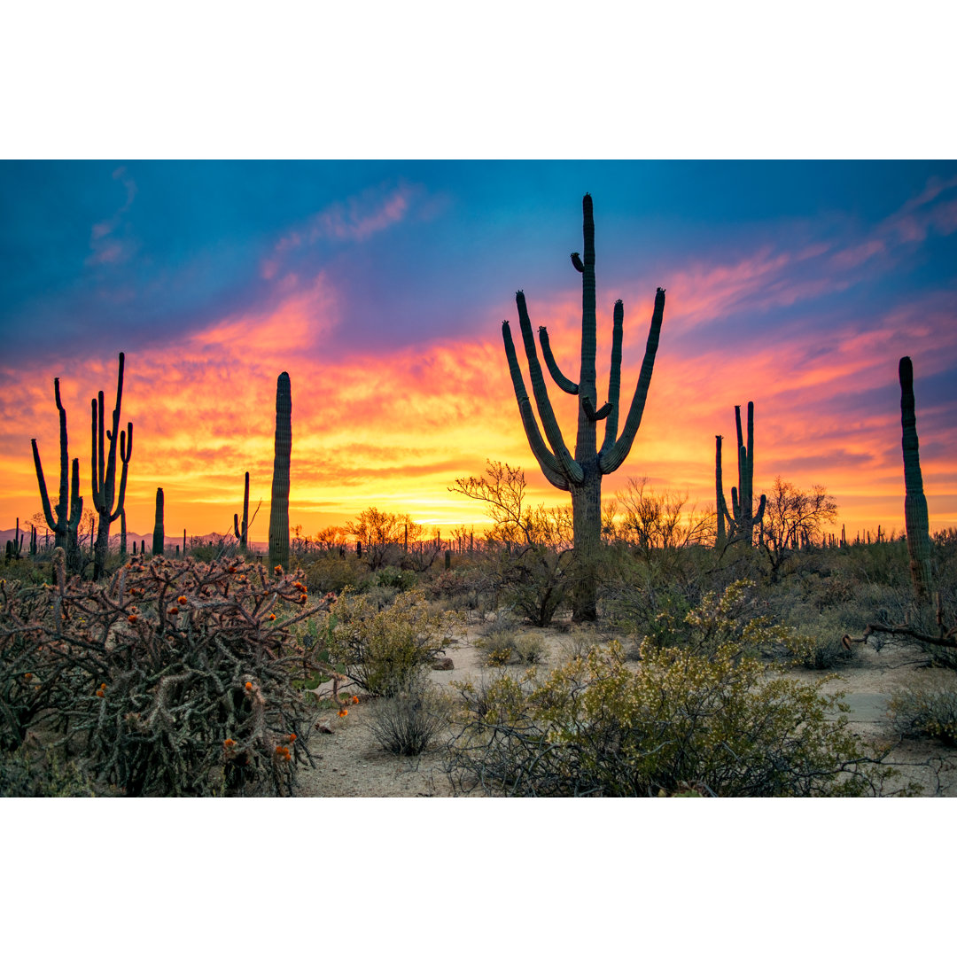 Leinwandbild Massive Saguaros in der Sonoran-Wüste bei Sonnenuntergang