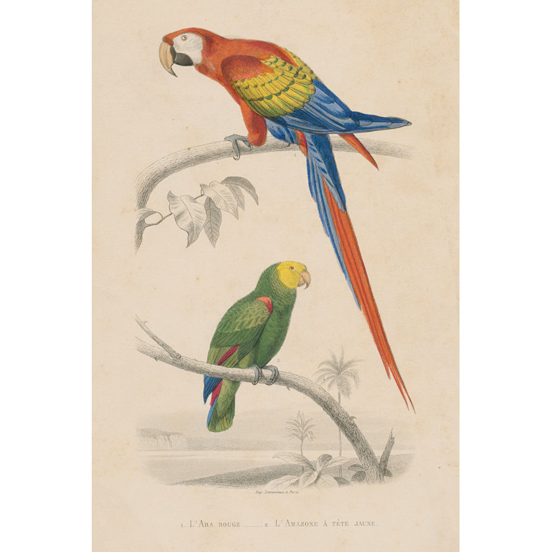 Parrot Study 1 Piece Wrapped Canvas Painting, 61cm H x 91cm W x 3.8cm D