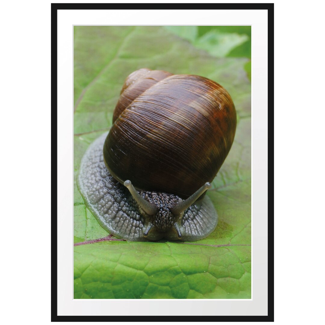 Gerahmtes Poster Weinbergschnecke auf Blatt