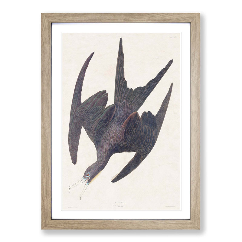 Frigate Pelican by John Audubon - Picture Frame Painting Print, 48cm H x 36cm W x 2cm D, Oak Framed