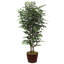 Faux Ficus Tree in Planter