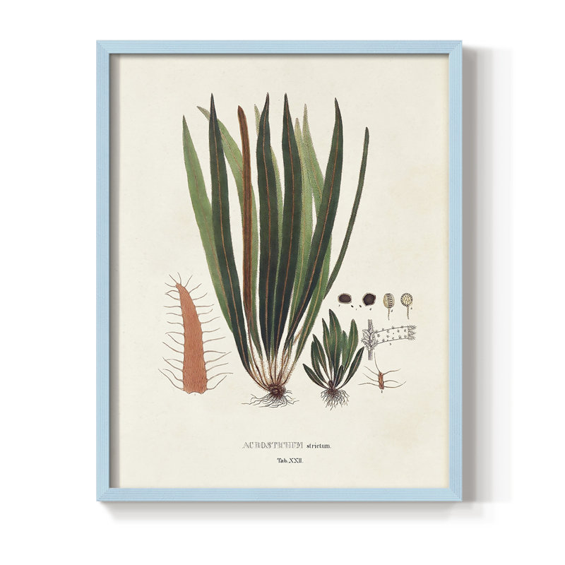 «Botanical Society Ferns V», reproduction encadrée - bois massif, H 10 po x l 8 po, Bleu