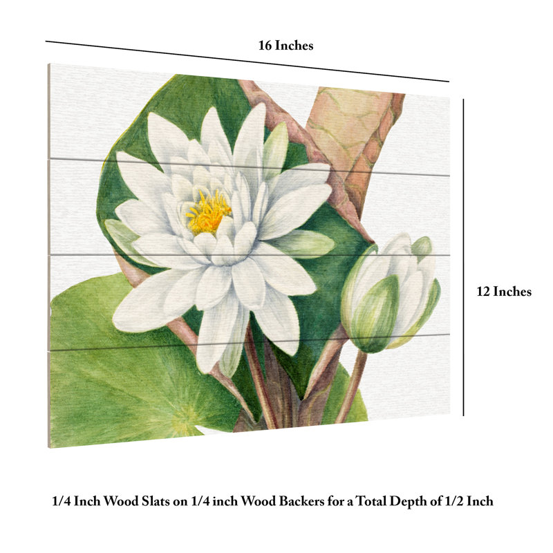 Mary Vaux Walcott American Waterlily Wood Slat Art, H 12 po x l 16 po