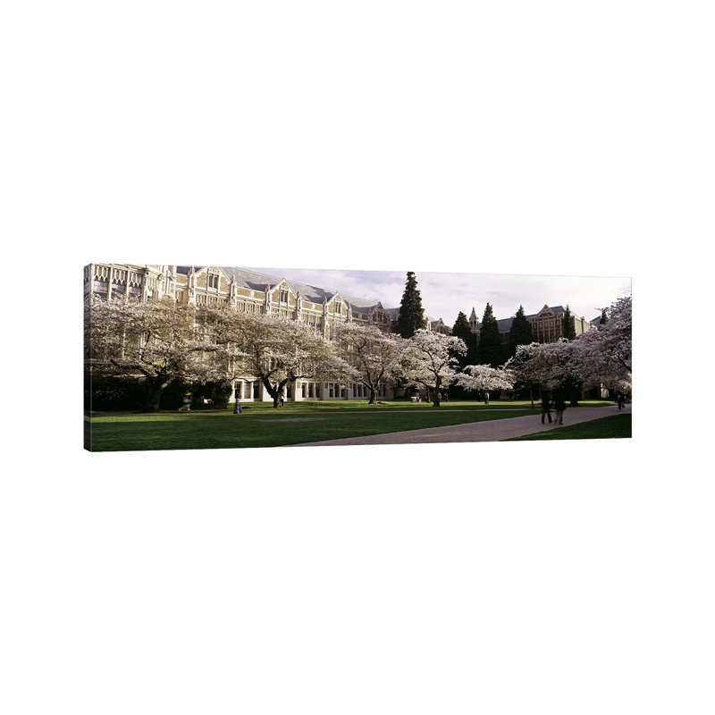 Cherry Trees in the Quad of a University, University of Washington, Seattle, King County, Washington State, USA 1 Piece Wrapped Canvas Panoramic Wall Art