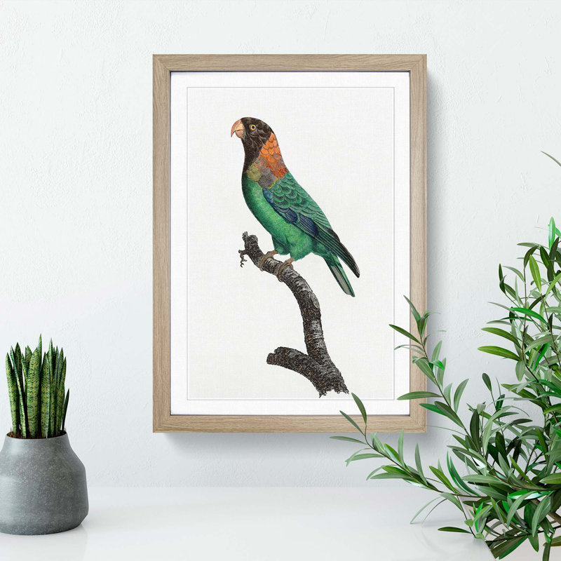 Caica Parrot by F. Levaillant - Picture Frame Painting Print, 36cm H x 27cm W x 2cm D, Oak Framed