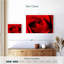 Harnek, gros plan d'une rose rouge-108730490