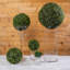 Topiaire buis ball plante