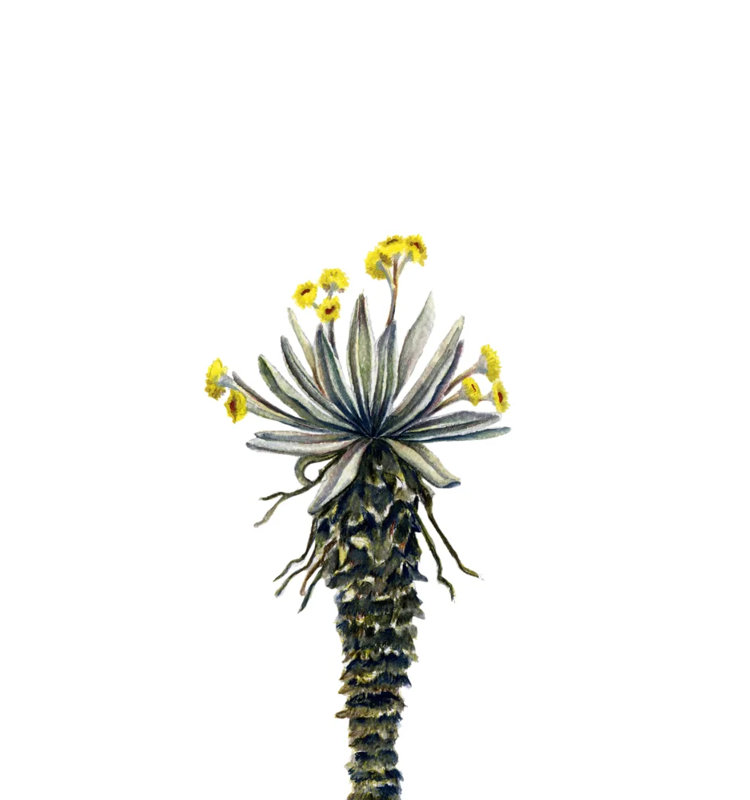 Frailejon, Paramo del Sol