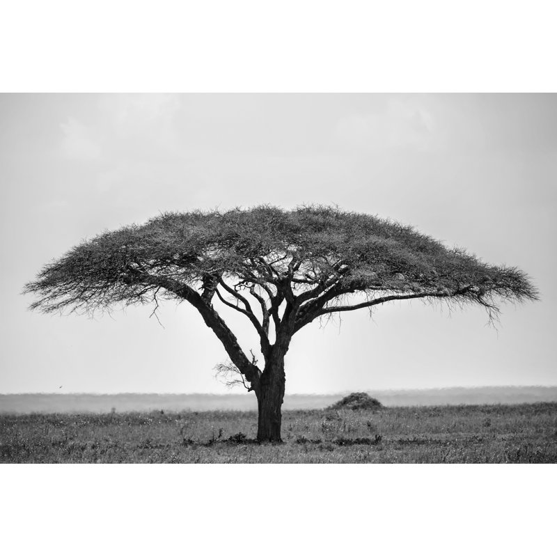 African Acacia Trees At Savannah - Wrapped Canvas Print, 81cm H x 122cm W x 3.8cm D