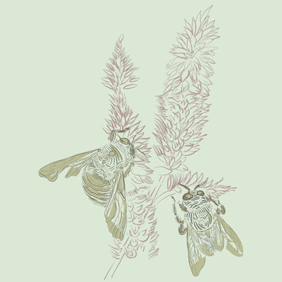 Foxtail Bees