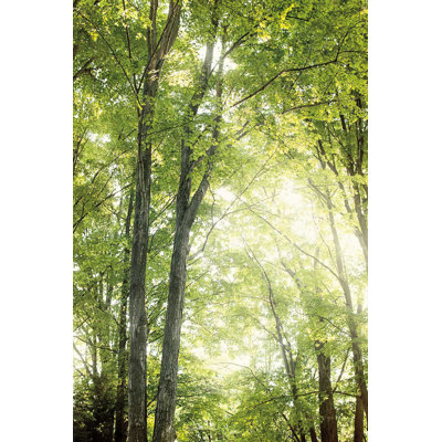 Towering Maples IV
