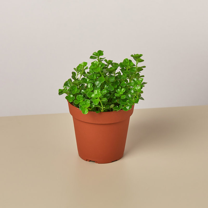 House Plant Shop Live Foliage Plant Low Maintenance Plant Rattan