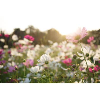 " Cosmos Flowers "