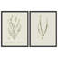 «Vintage Botanical Herb Study», ensemble de 2 reproductions d'art encadrées - Illustration de plante classique pour la salle à manger de la cuisine-125120618-125120621